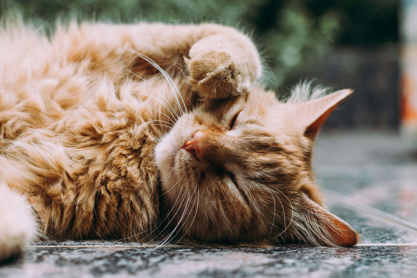 Can Wet Food Upset a Cat's Stomach?