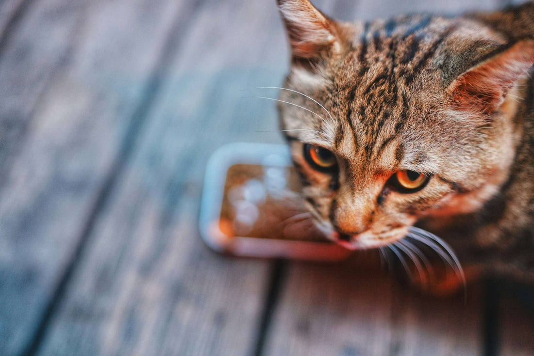 can-you-freeze-wet-cat-food-safe-storage-tips