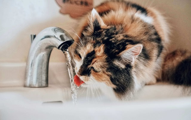How to Keep Your Cat Hydrated—Beyond the Water Bowl | Fuzzball