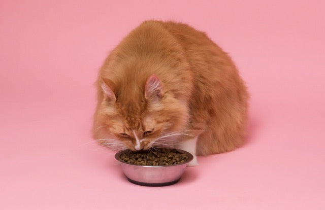 cat-eating-dry-cat-food