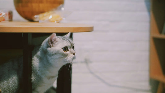 cat-looking-for-dry-cat-food