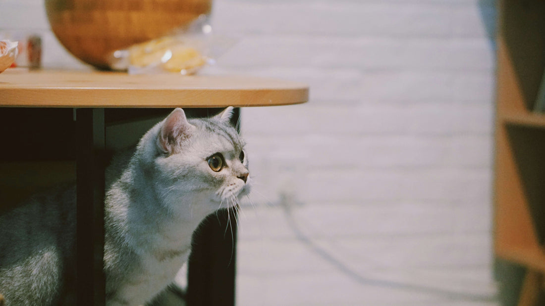 cat-looking-for-dry-cat-food