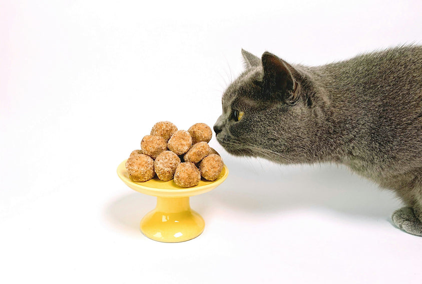 cat-smelling-freeze-dried-cat-treats