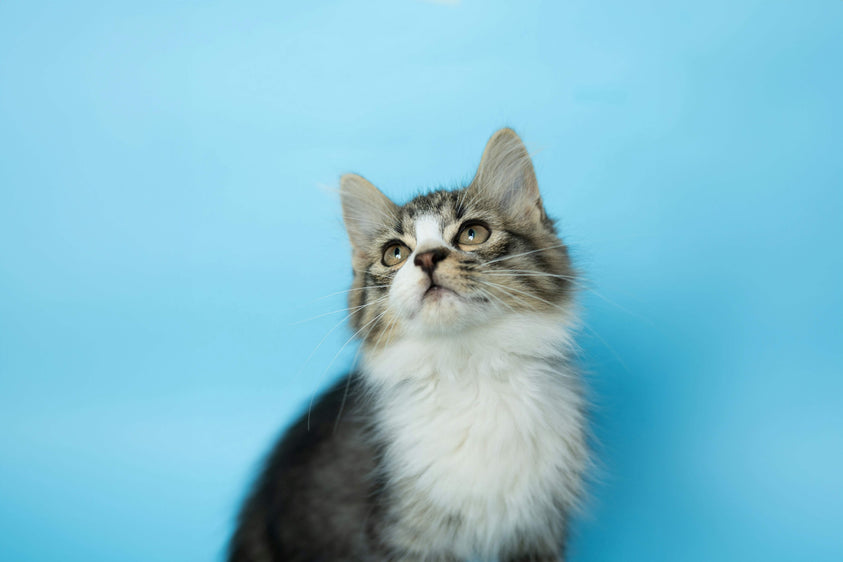 cat-waiting-for-treats