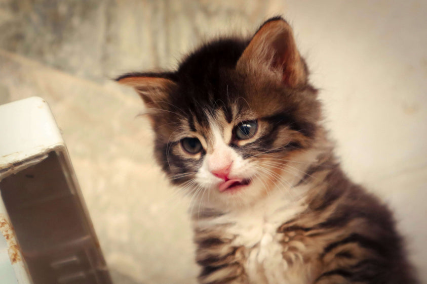 difference-between-a-food-alllergy-and-intolerance-in-cats