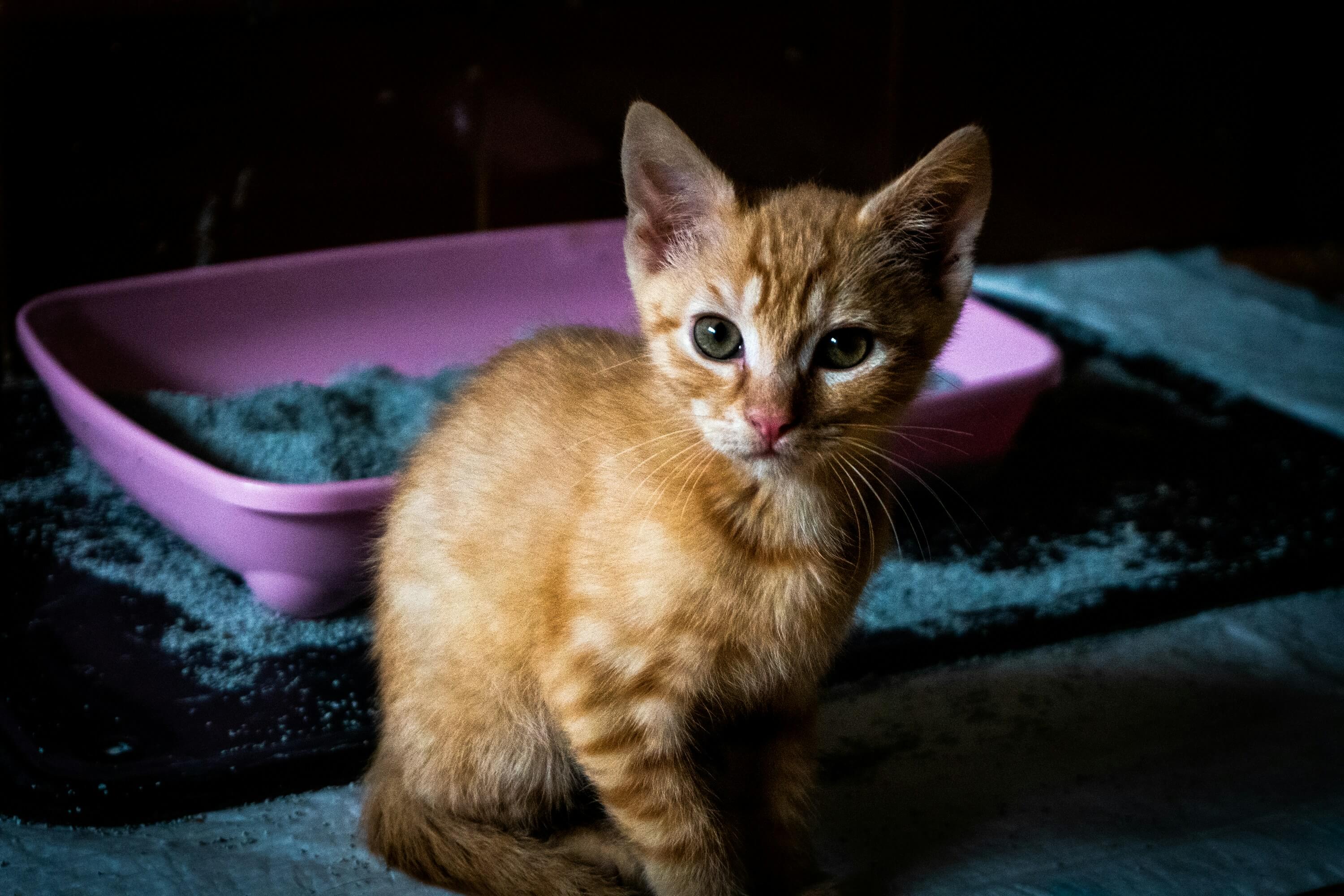 difference-between-clumping-and-non-clumping-cat-litter