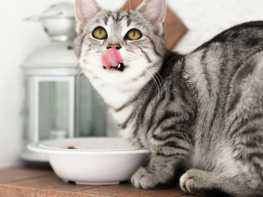 do-cats-need-wet-food