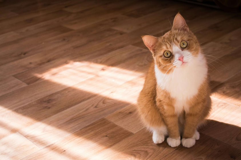 Does Dry Cat Food Expire?