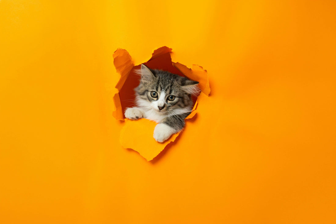 Does Tofu Cat Litter Control Odour Better Than Regular Litter?