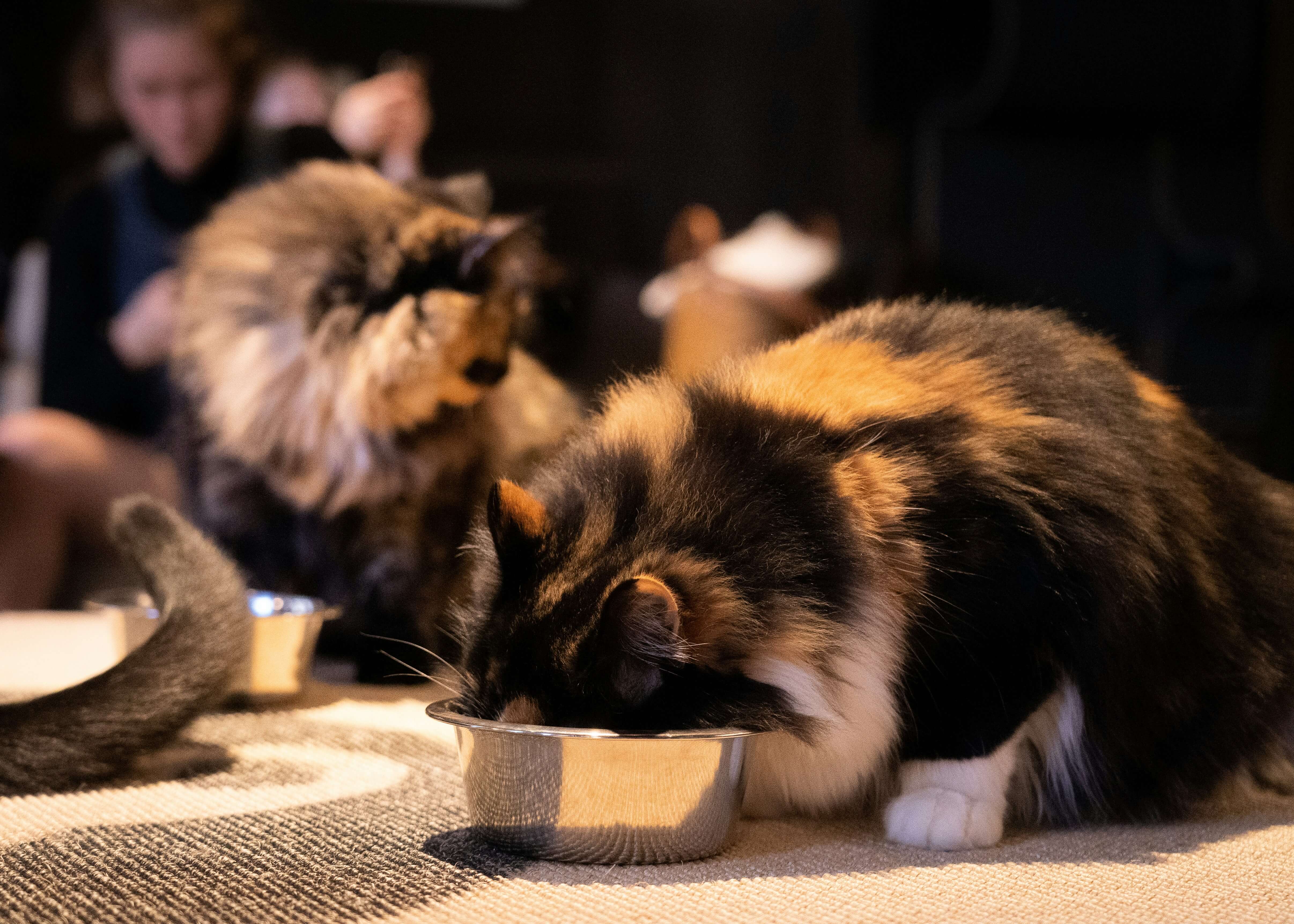domestic-longhair-nutrition-needs-whats-best