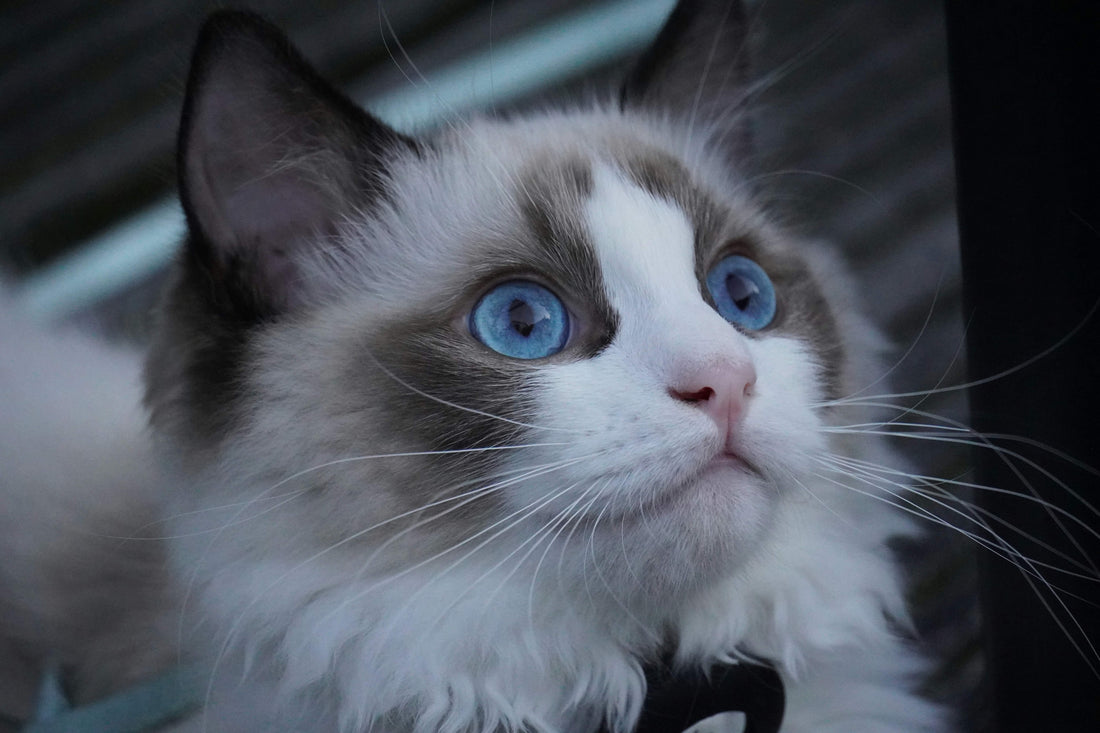essential-nutrients-for-a-ragdoll