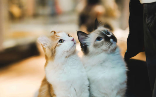 Feeding Multi-Cat Households: How to Keep Mealtimes Stress-Free