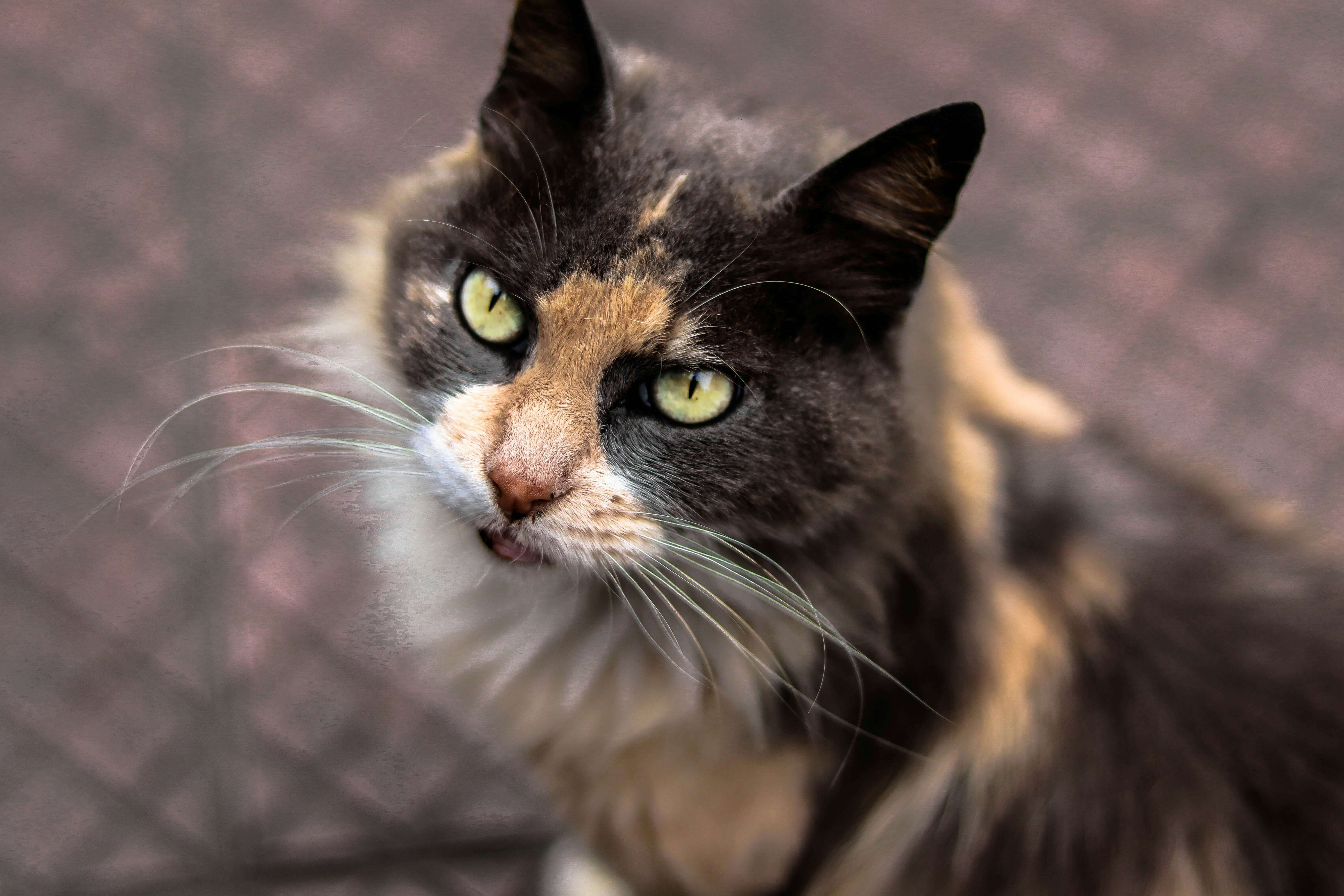 Feeding a Senior Cat: How Nutritional Needs Change With Age