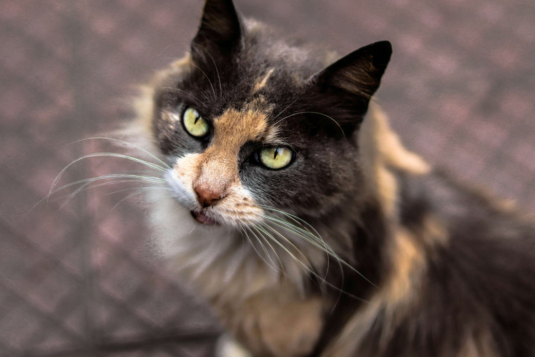 Feeding a Senior Cat: How Nutritional Needs Change With Age