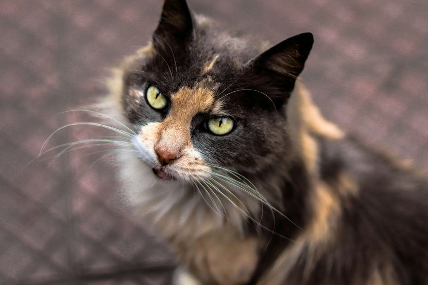 Feeding a Senior Cat: How Nutritional Needs Change With Age