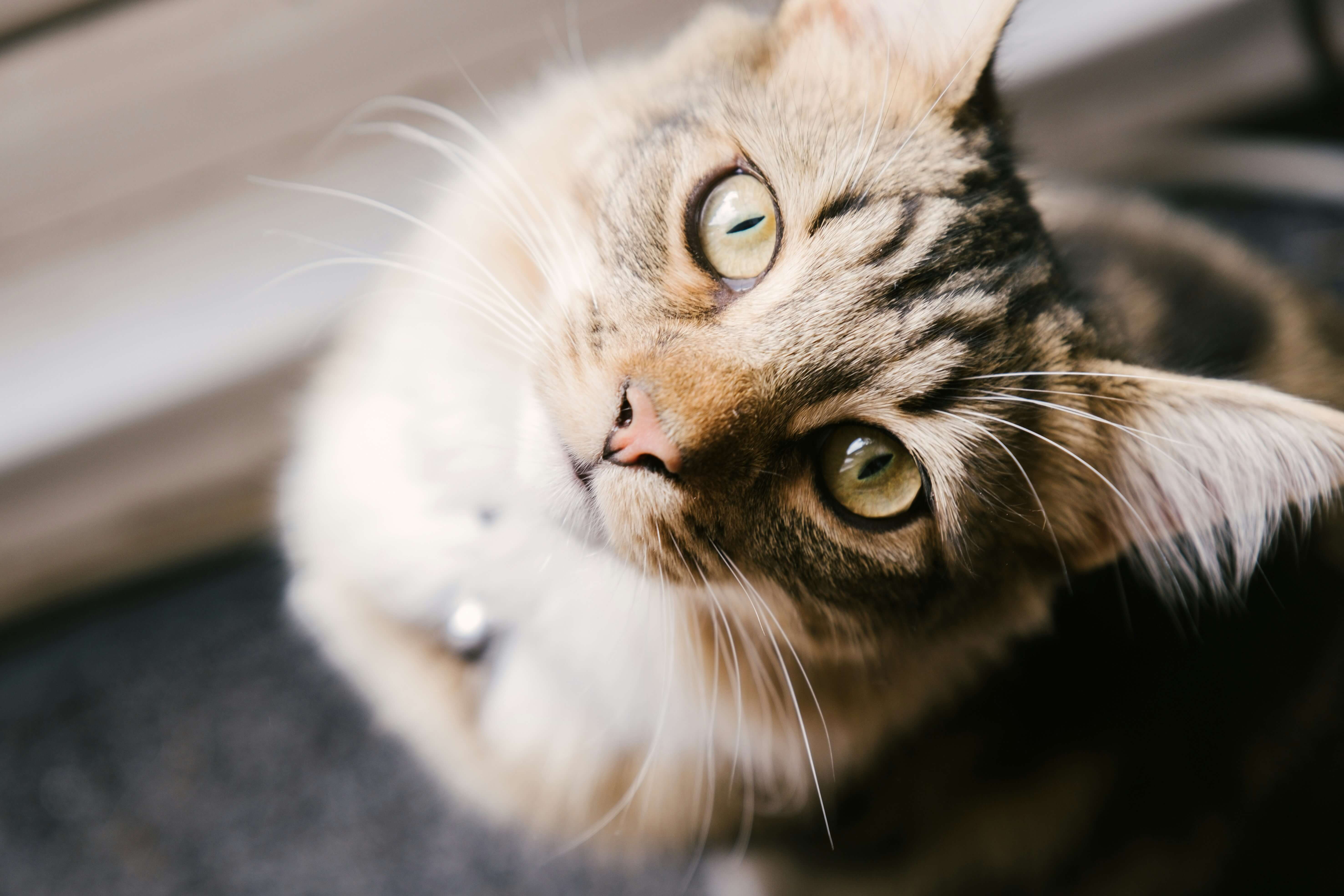 Food Allergies in Cats: Signs, Causes and Elimination Diets