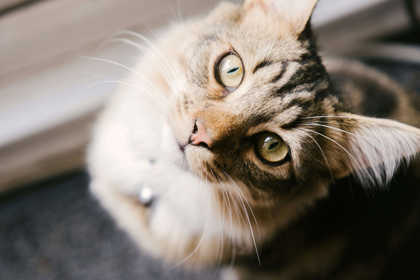 Food Allergies in Cats: Signs, Causes and Elimination Diets