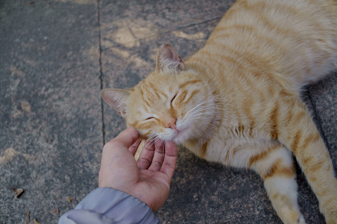 freeze-dried-cat-treats