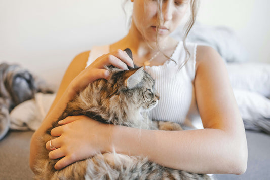Freeze-Dried vs. Air-Dried Cat Treats: Which Is Healthier?