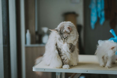 Freeze-Dried vs. Traditional Cat Treats