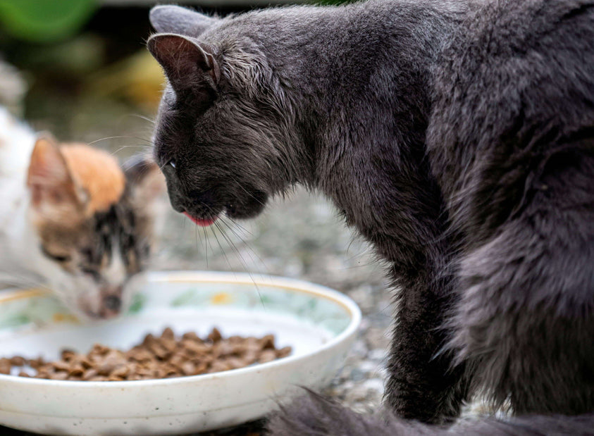 cat-eating-dry-cat-food