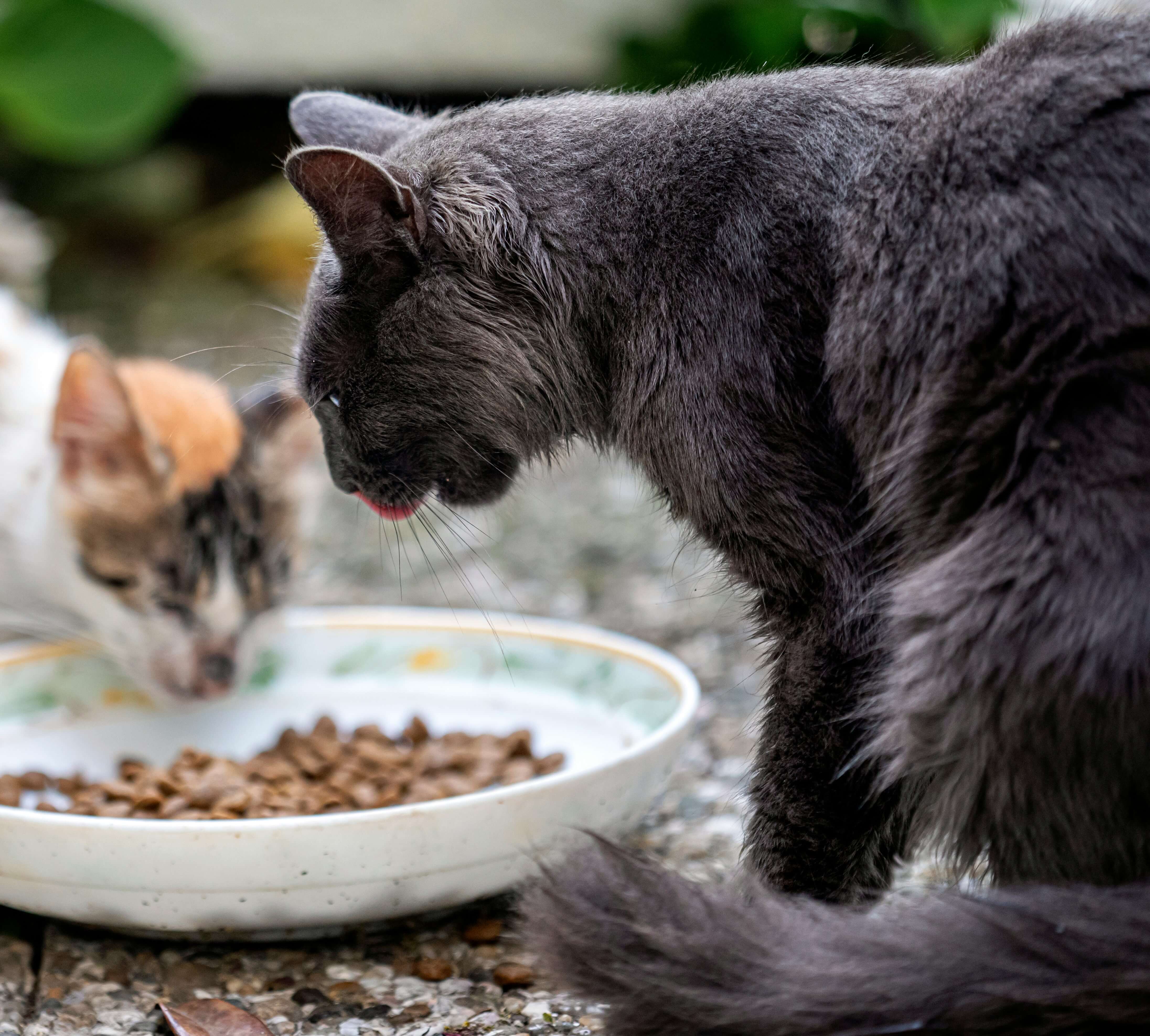 how-to-create-a-calm-feeding-environment-for-anxious-cats
