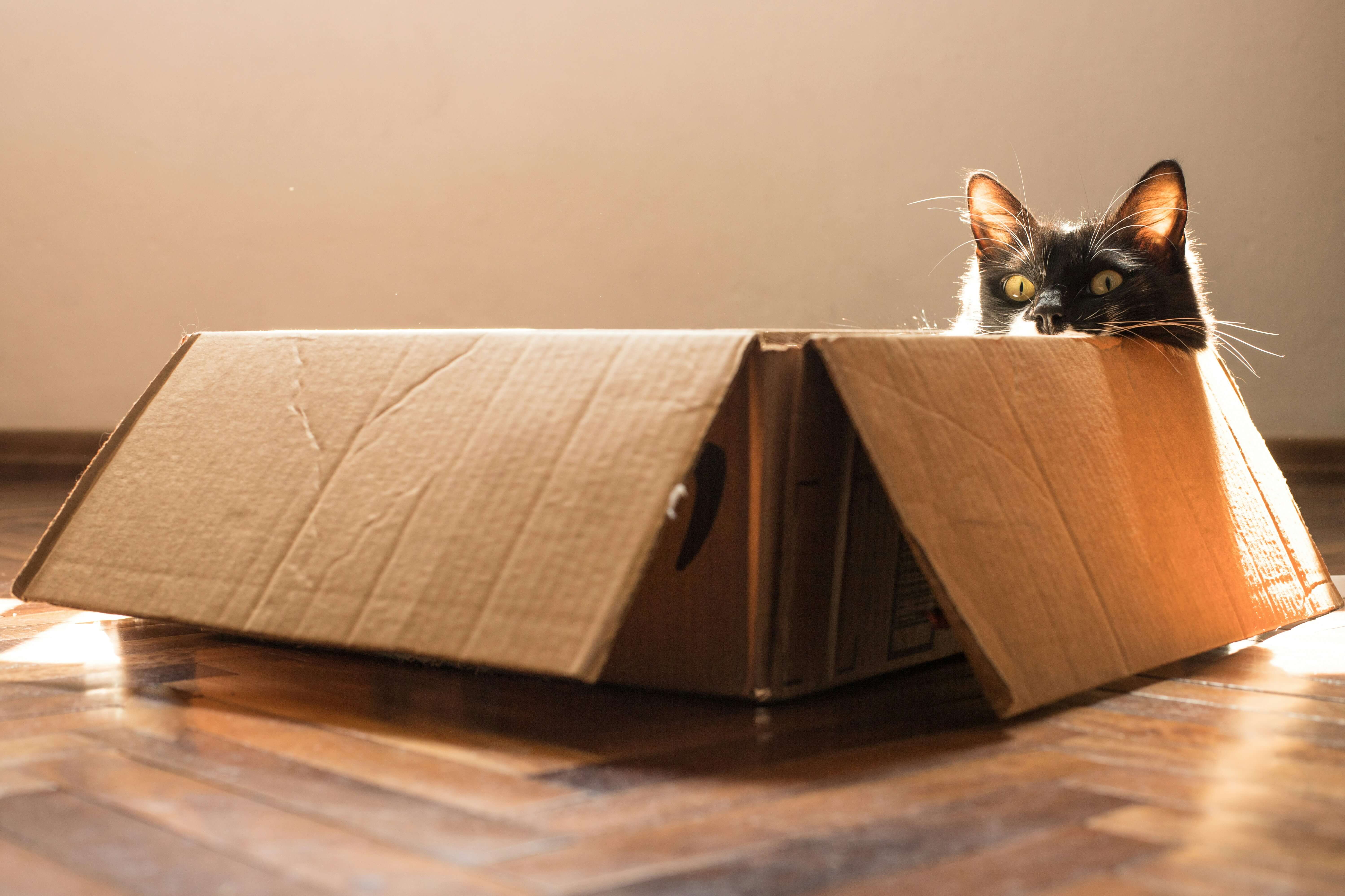 How Cat Food Subscriptions Save You Time and Money