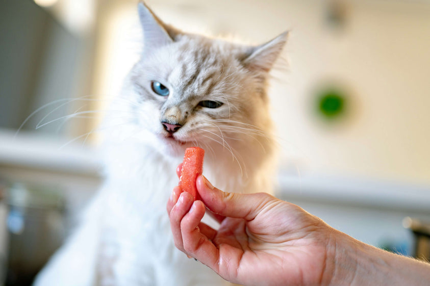 how-do-cat-food-subscriptions-help-maintain-freshness-and-quality