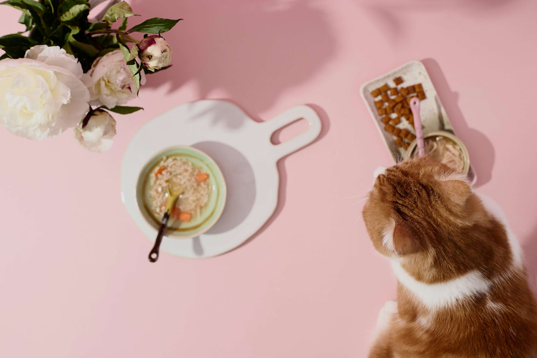 how-do-i-choose-the-best-cat-treat