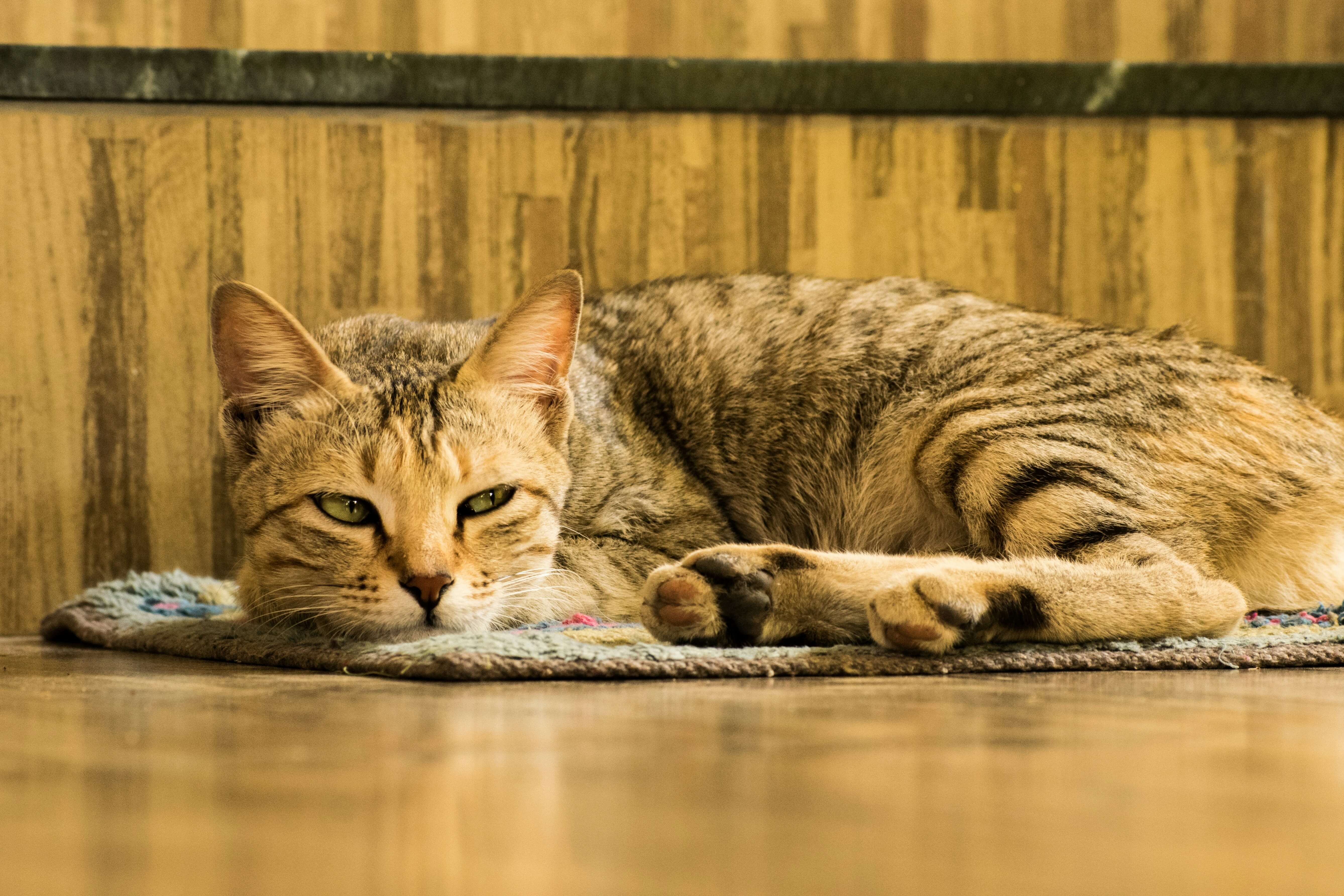 how-do-you-know-if-your-cat-is-bored-of-their-dry-food