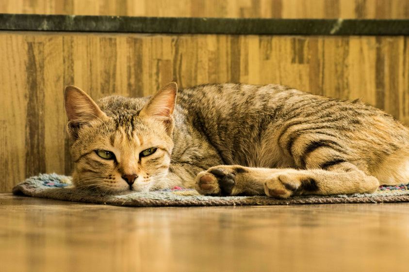 how-do-you-know-if-your-cat-is-bored-of-their-dry-food