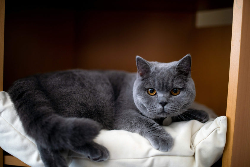 How to Keep Your British Shorthair’s Coat Soft and Shiny