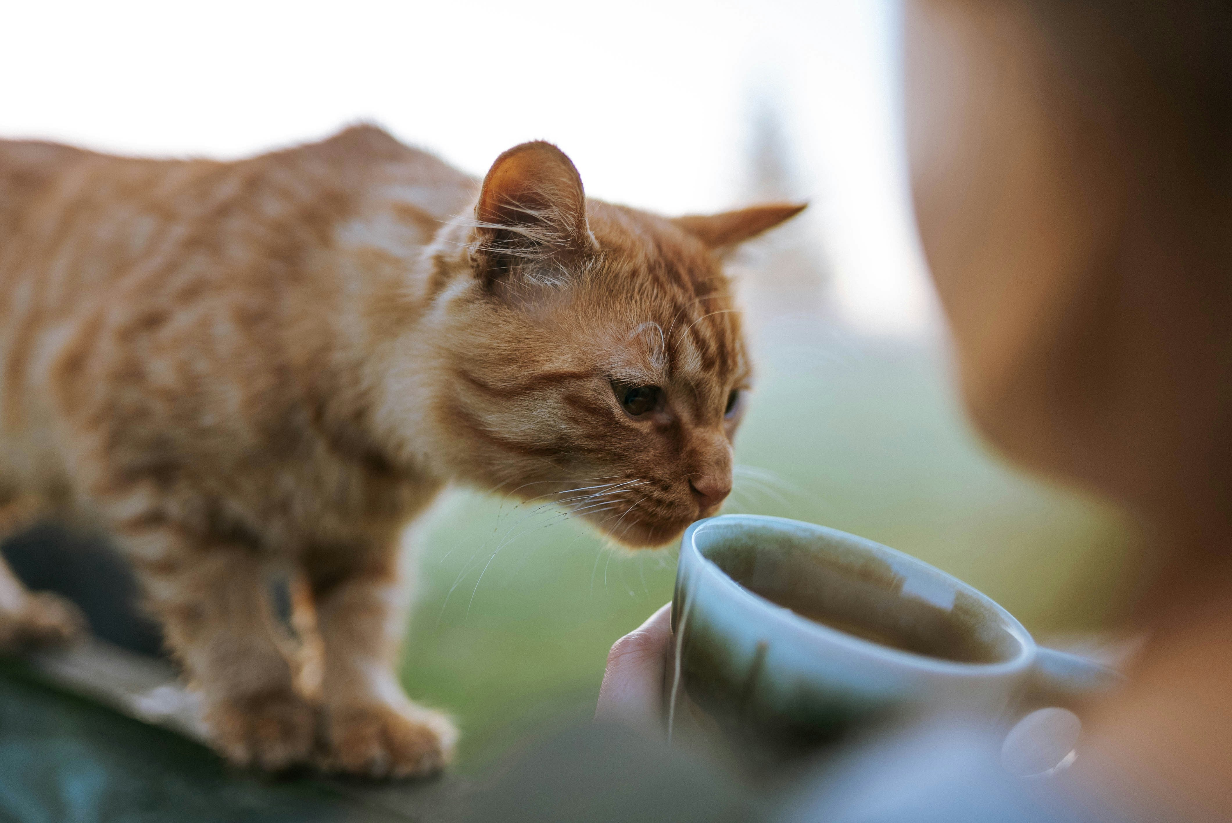 how-protein-sources-affect-the-quality-of-wet-cat-food