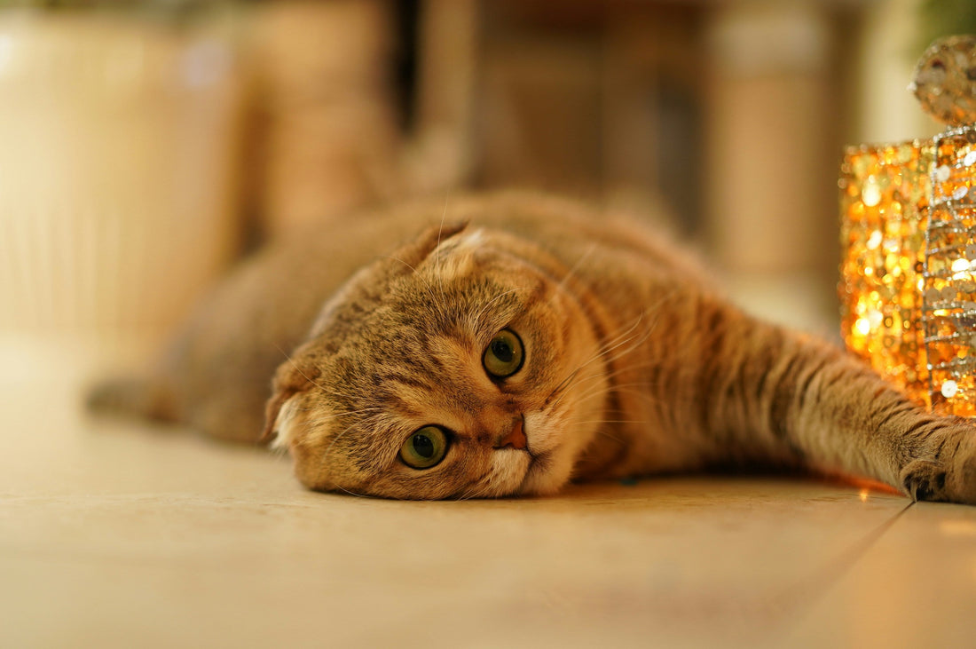 How Temperature Affects Your Cat's Food Preferences