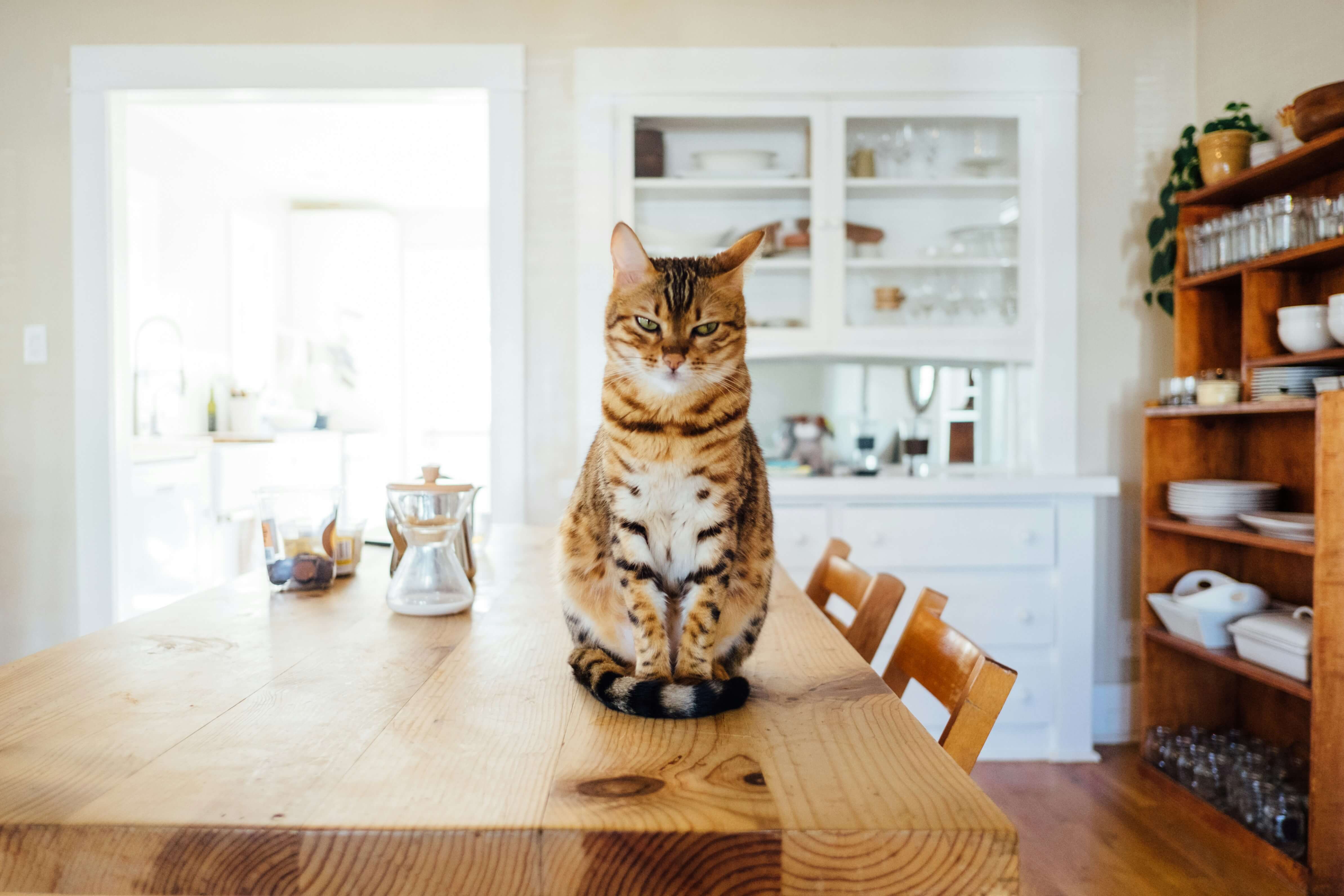 how-to-build-a-balanced-diet-for-your-cat