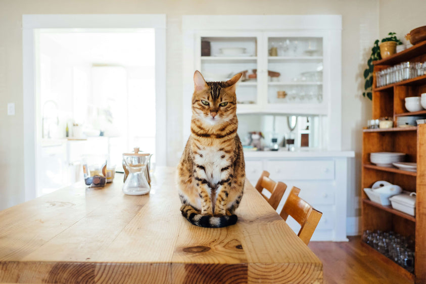 how-to-build-a-balanced-diet-for-your-cat
