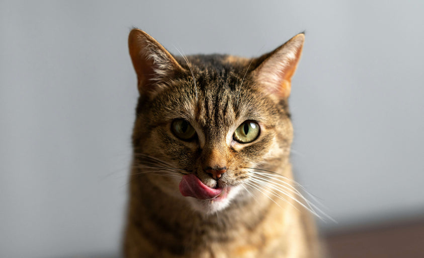 How to Choose the Right Wet Cat Food