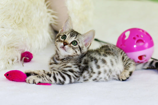 How to Introduce Wet Cat Food to a Kitten’s Diet?