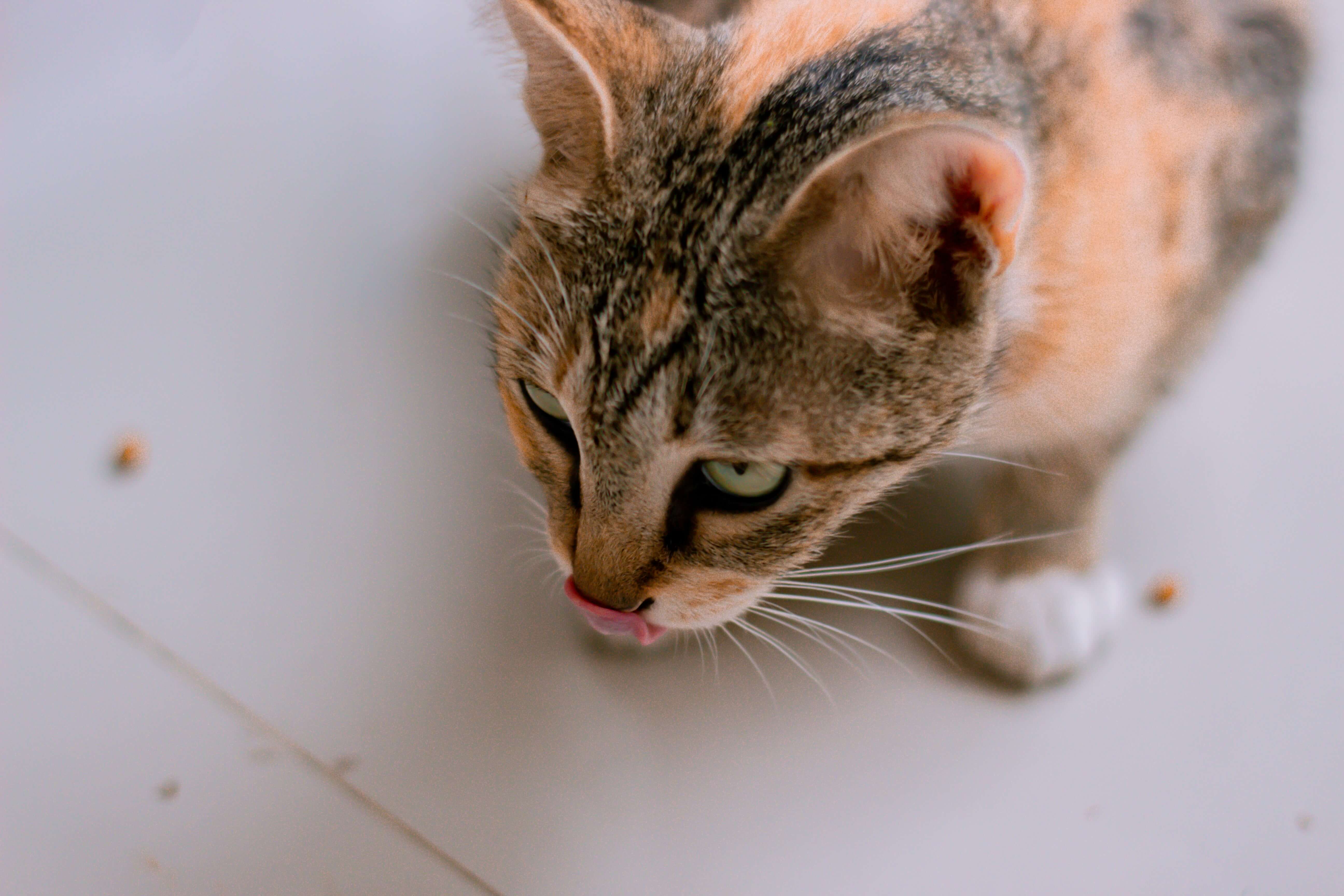 how-to-introduce-freeze-dried-treats-into-your-cats-diet