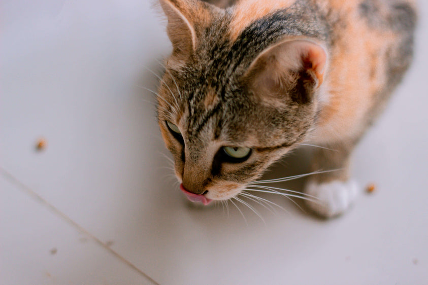 how-to-introduce-freeze-dried-treats-into-your-cats-diet