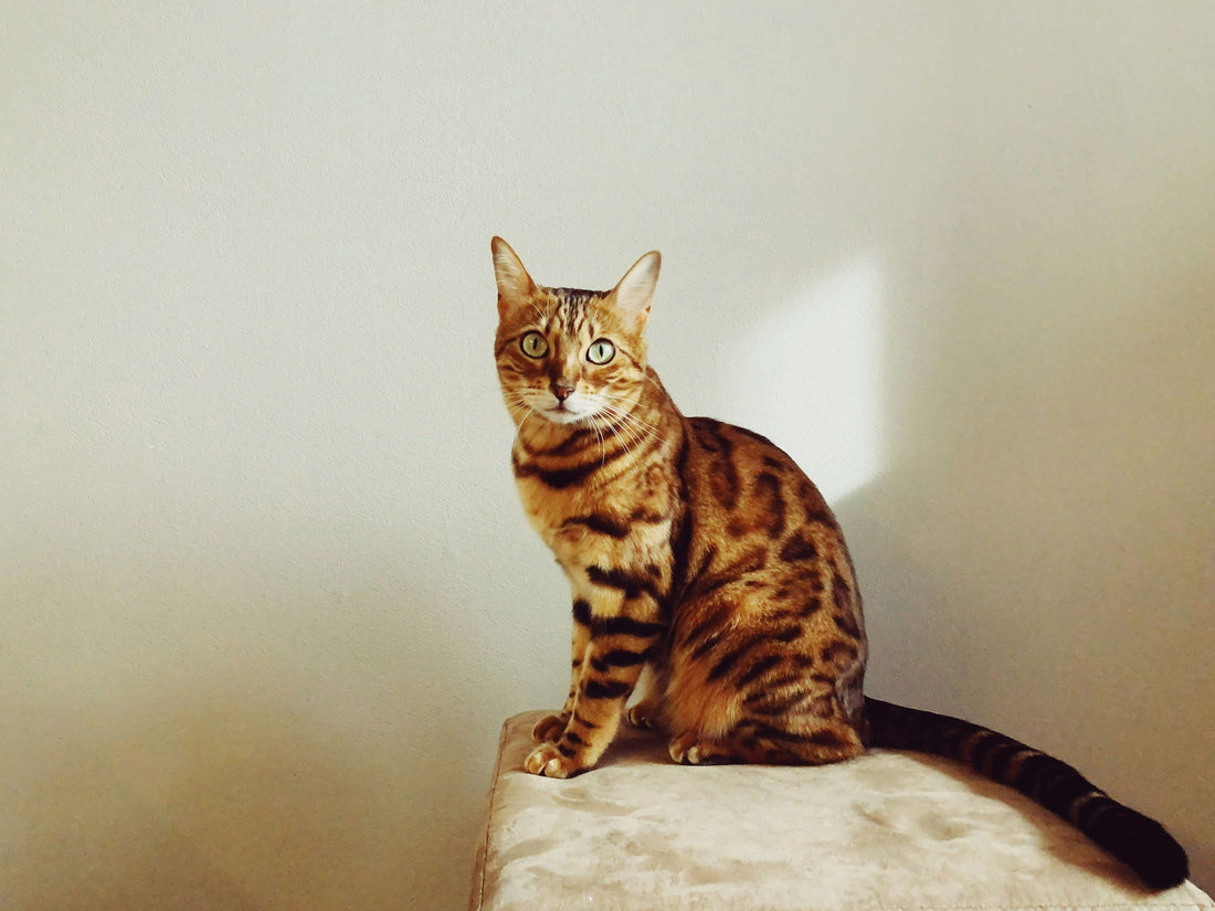 how-to-keep-your-bengal-s-coat-soft-and-shiny