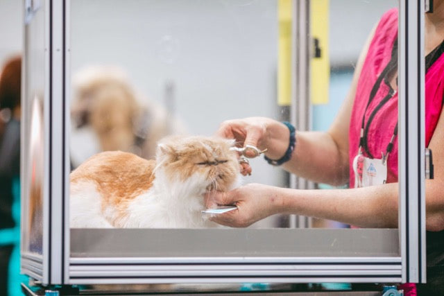 how-to-keep-your-cats-coat-healthy-through-diet-and-grooming