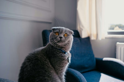 How to Make Dry Cat Food Irresistible for Picky Eaters