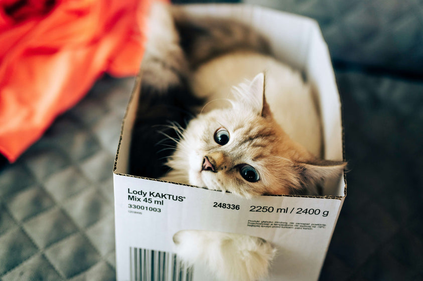 How to Read a Cat Food Label Like a Pro