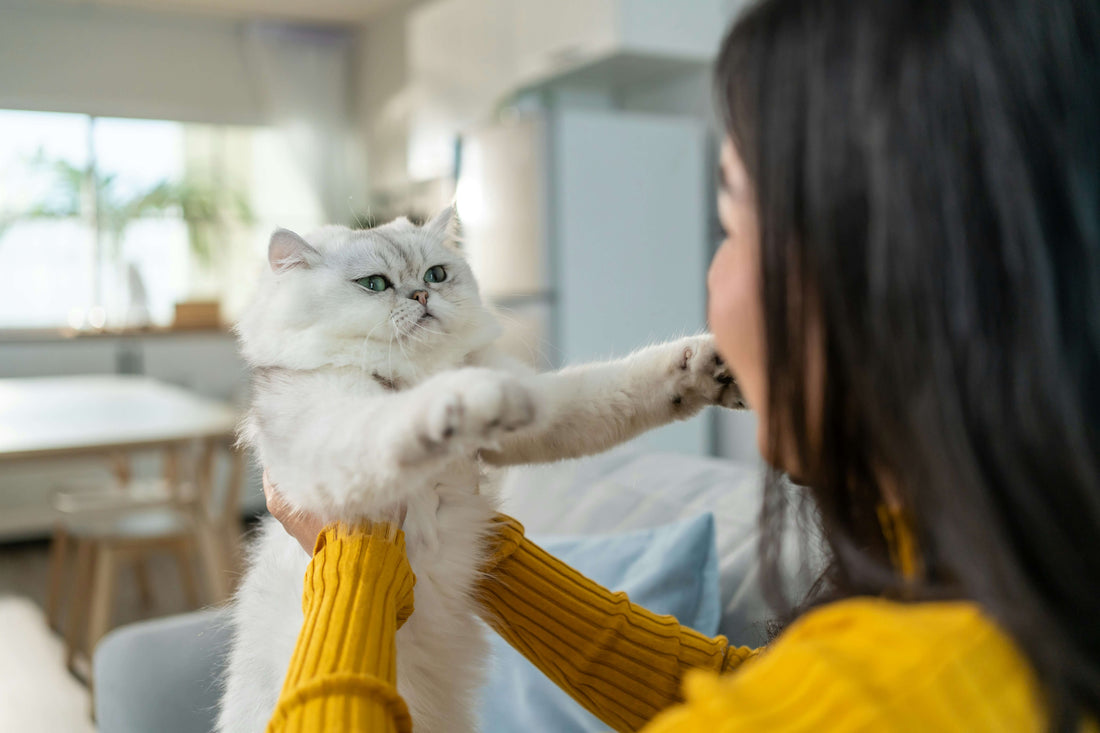 How to Spot Low-Quality Dry Cat Food Ingredients
