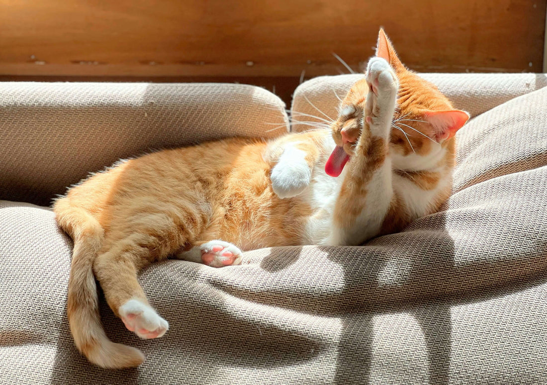 how-to-spot-nutrient-deficiencies-from-your-cats-coat-and-skin