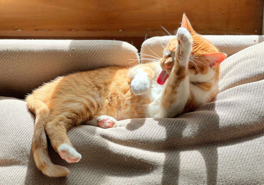 how-to-spot-nutrient-deficiencies-from-your-cats-coat-and-skin
