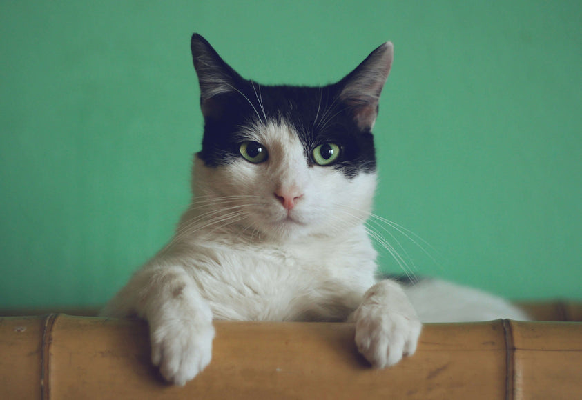 how-to-support-your-cats-digestive-health-through-diet