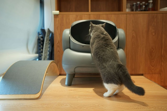 how-to-switch-your-cat-to-tofu-cat-litter