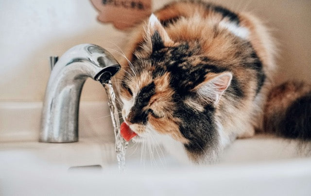 how-to-tell-if-your-cat-is-dehydrated-and-what-to-do